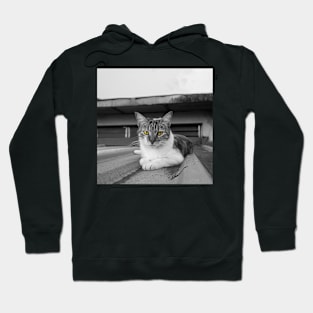 cat Hoodie